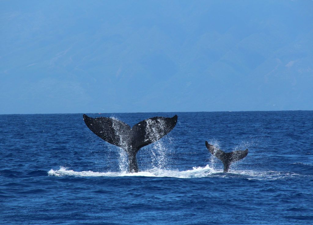 Humpback Whales Up Close At Victoria IMAX - Traveling Islanders