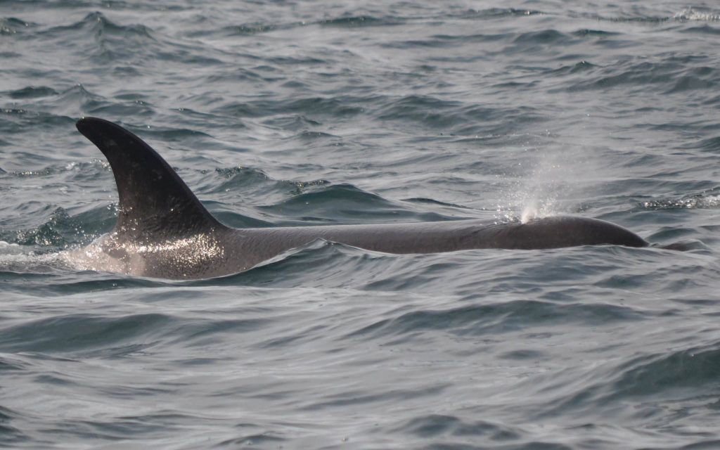 Victoria Whale Watching: Surrounded By Killer Whales - Traveling Islanders