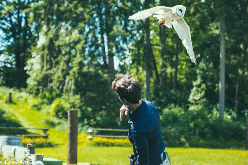 Vancouver Island Raptors - Birds Of Prey Centre