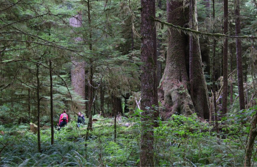 North Vancouver Island Hiking Tour With Cove Adventures - Traveling 