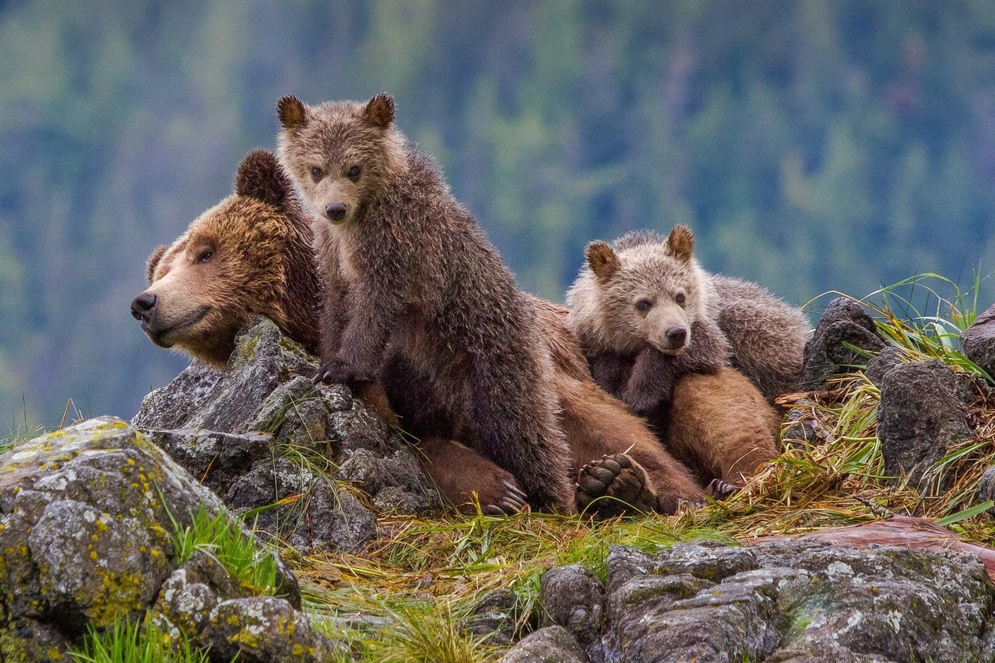Great Bear Rainforest Grizzly Adventure - Traveling Islanders